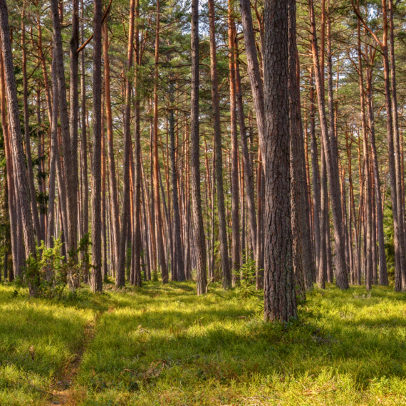 Tranquil,Pine,Forest,With,Tall,Trees,And,Green,Grass,In