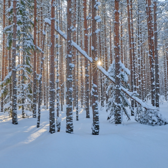 Shady,Trunks,Of,Pine,Trees,And,Tree,Broken,In,Half