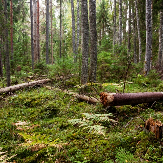 An,Estonian,Old-growth,Forest,With,Abundance,Of,Decaying,And,Old