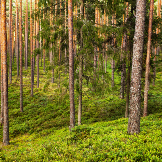 Summery,Lush,Pine,Grove,Boreal,Forest,In,The,Evening,In