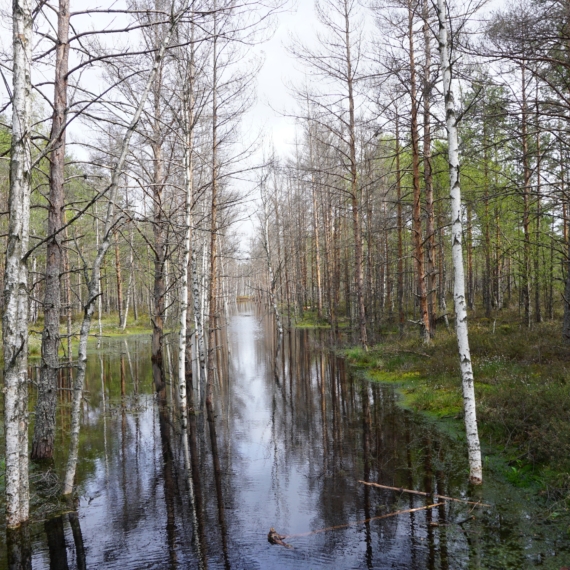 Nature,Landscapes,In,Lahemaa,National,Park,70,Km,From,Tallinn