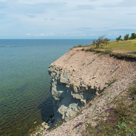 Flowering,Coast,Of,The,Island,Of,Saaremaa,,Estonia.,Baltic,Sea.