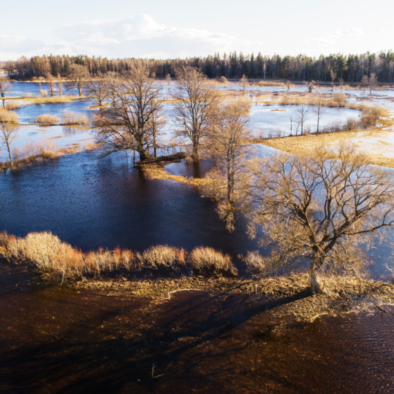 Soomaa,National,Park,During,A,Spring,Flooding,Also,Known,As