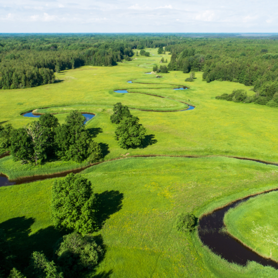 Soomaa,National,Park.,Aerial,View,Of,Summery,Lush,And,Sunny