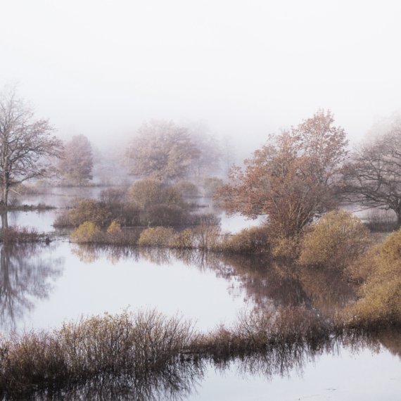 Soomaa National Park during a autumnal flood also known as the Fifth season in a foggy morning in Estonian nature, Northern Europe.