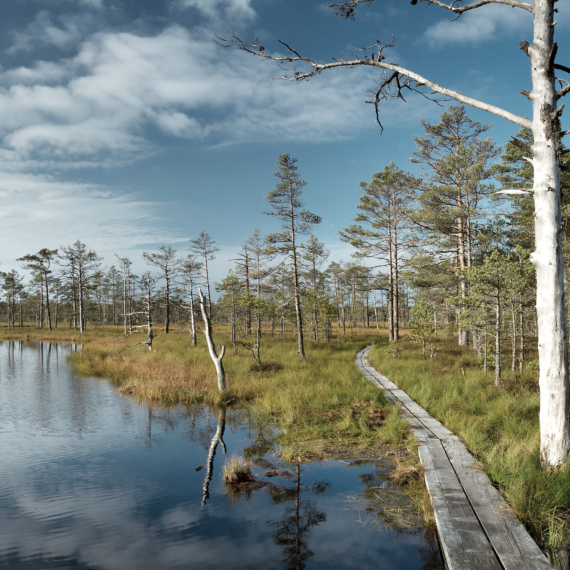 Viru bogs at Lahemaa national park in autumn. Wooden path at beautiful wild place in Estonia