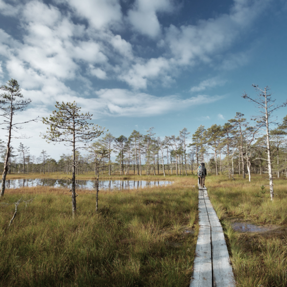 Viru bogs at Lahemaa national park in autumn. People hiking outdoors in wild nature